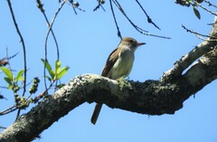 Myiarchus