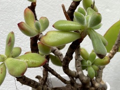 Cotyledon tomentosa