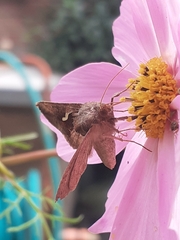 Macdunnoughia confusa