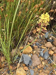 Tritoniopsis parviflora