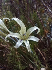 Gladiolus undulatus