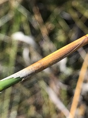 Ceratocaryum decipiens