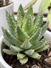 Aloe brevifolia