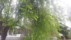 Melaleuca polandii