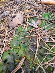 Peltigera leucophlebia