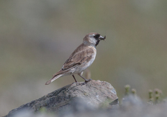 Montifringilla davidiana