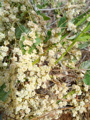 Cuscuta epithymum