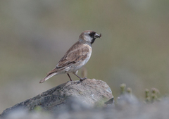 Montifringilla davidiana