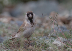 Montifringilla davidiana