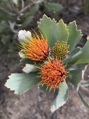 Leucospermum mundii