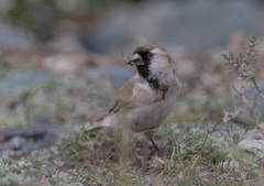 Montifringilla davidiana