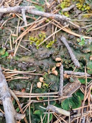 Peltigera leucophlebia