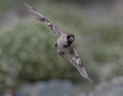 Montifringilla davidiana