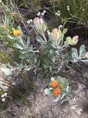 Leucospermum mundii
