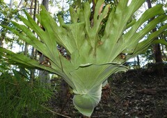 Platycerium superbum