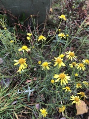Senecio inaequidens
