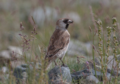 Montifringilla davidiana