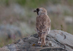 Montifringilla davidiana