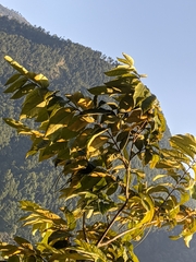 Holarrhena pubescens