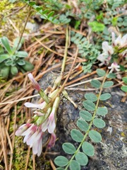 Astragalus kazbeki