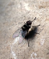 Limnophora obsignata