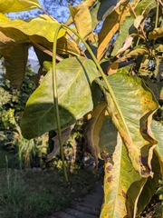 Holarrhena pubescens