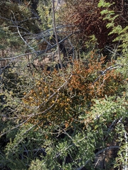 Phoradendron californicum