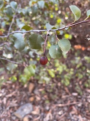 Prunus ilicifolia ilicifolia