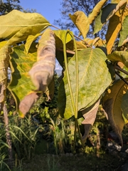 Holarrhena pubescens