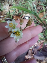 Nothoscordum gracile