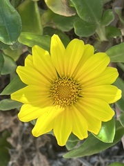 Gazania rigens