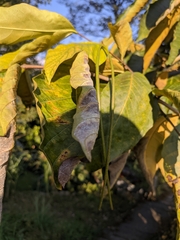 Holarrhena pubescens