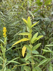 Desmodium illinoense