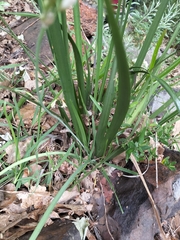 Nothoscordum gracile