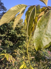 Holarrhena pubescens