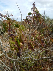 Melianthus major