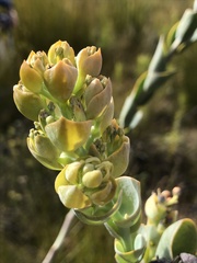 Thesium euphorbioides