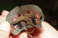 Pterochroza ocellata