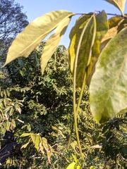 Holarrhena pubescens