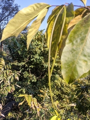 Holarrhena pubescens