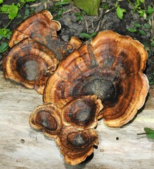 Microporus xanthopus