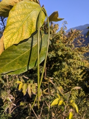 Holarrhena pubescens