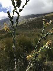 Thesium euphorbioides