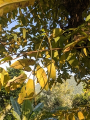 Holarrhena pubescens