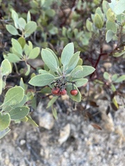 Arctostaphylos glandulosa