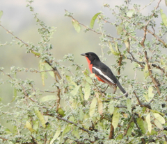 Laniarius atrococcineus