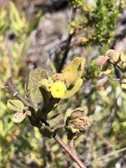 Hermannia salviifolia
