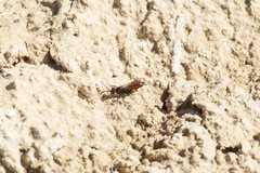 Agrothereutina