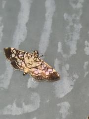 Phostria samealis