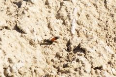 Agrothereutina